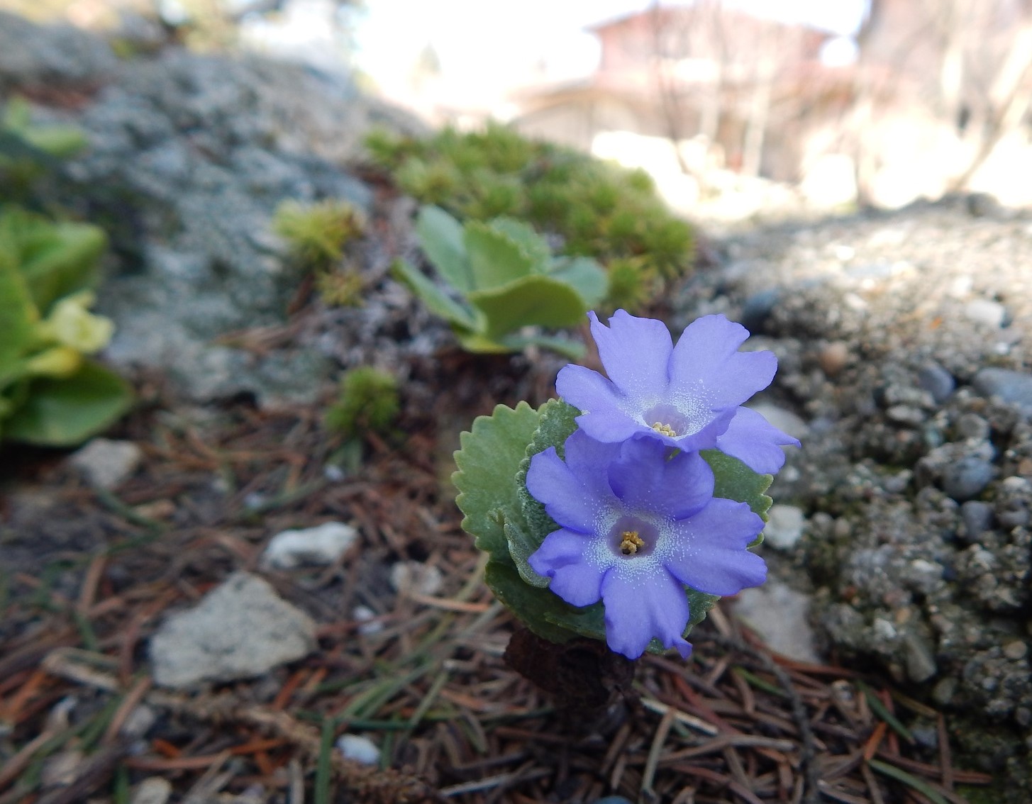 Primula marginata 'Drakes Form'